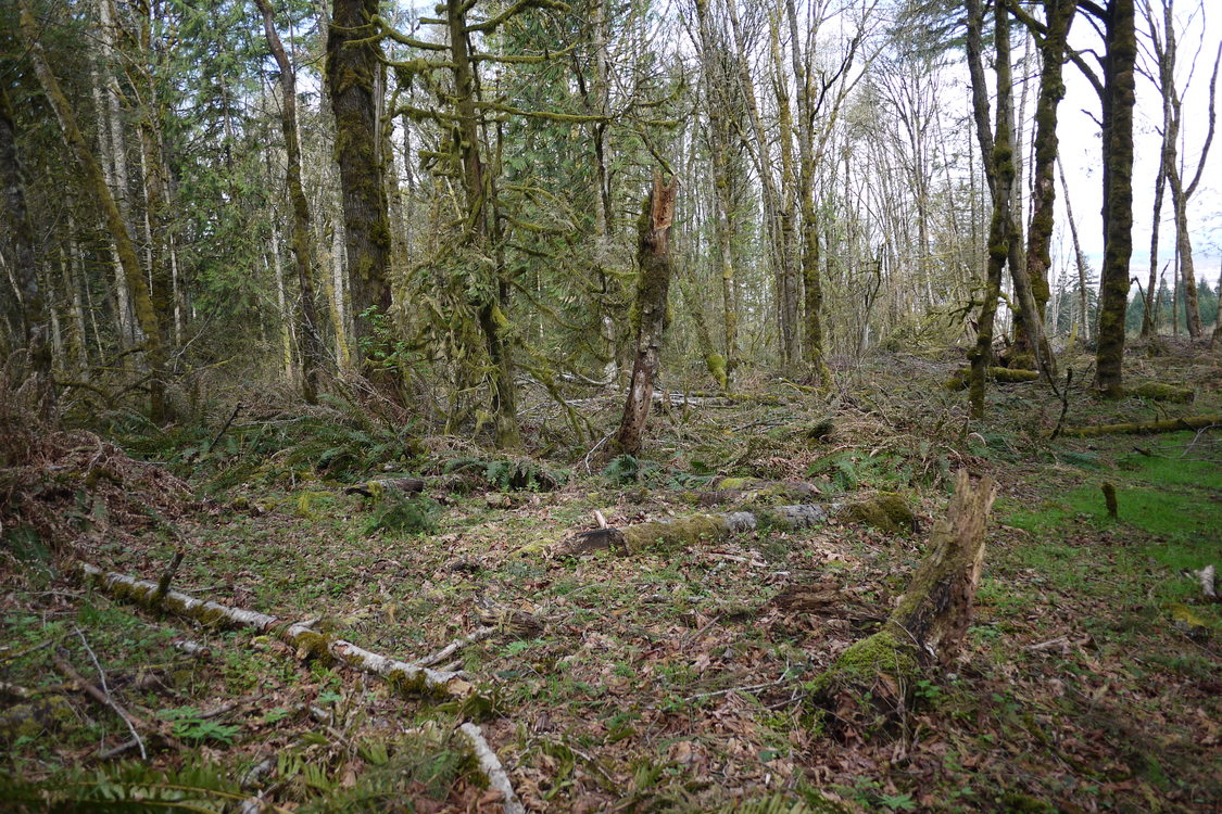 photo of North Tualatin Mountains