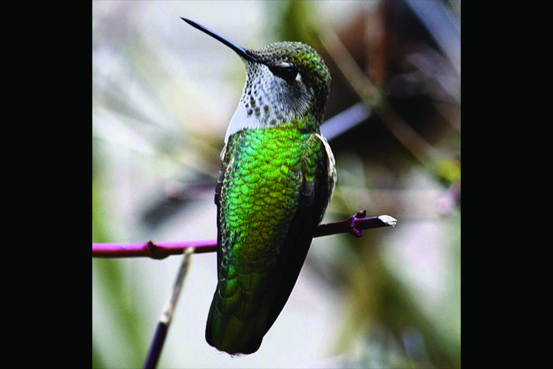 photo of Anna's hummingbird