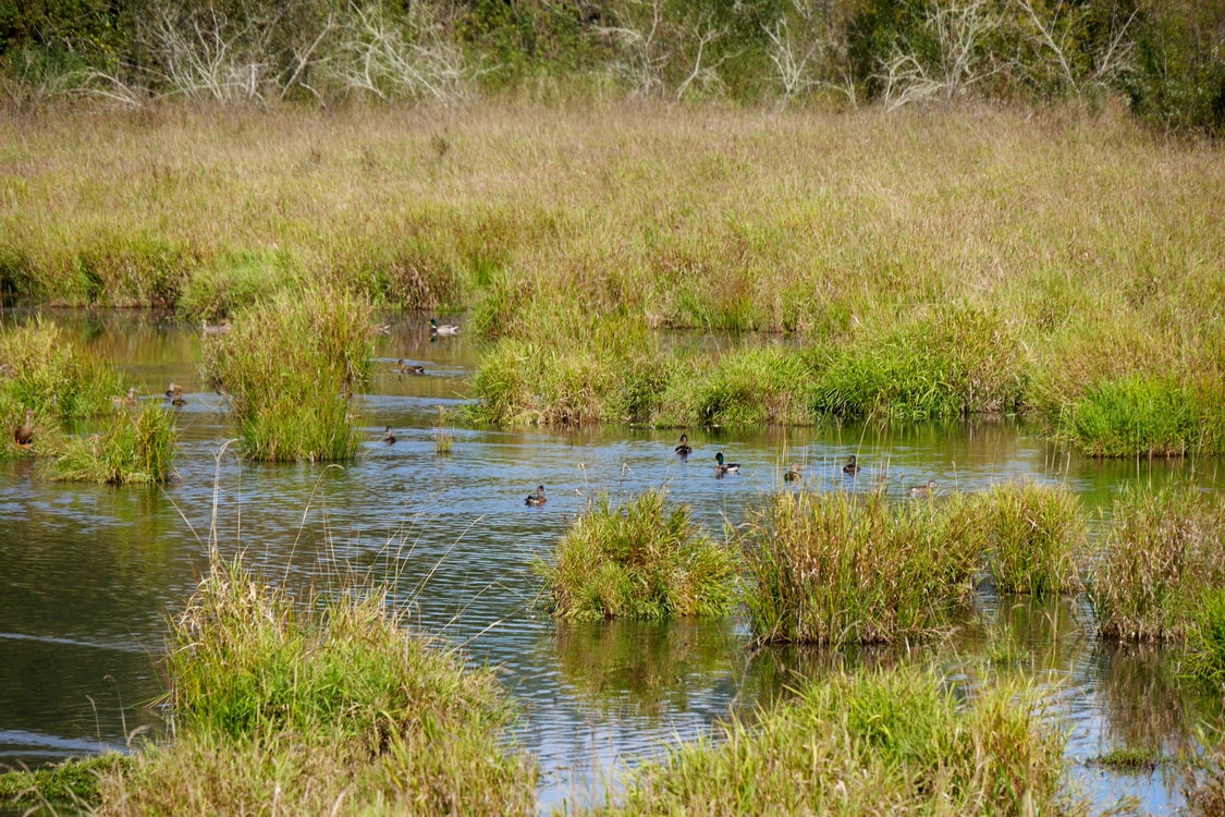 photo of birds in the Killin Wetlands Natural Area