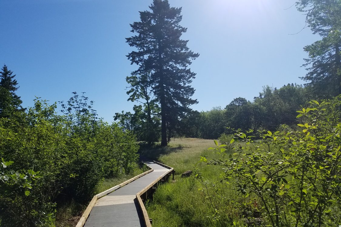 photo of new boardwalk at Canemah Bluff