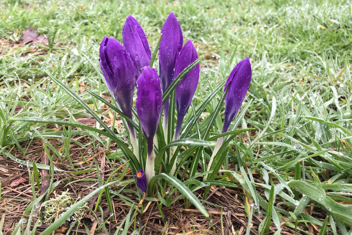 photo of brodiaea flowers at Canemah Bluff