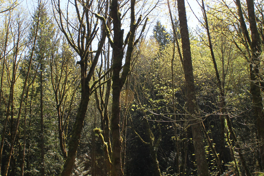 photo of trees at Gabbert Butte