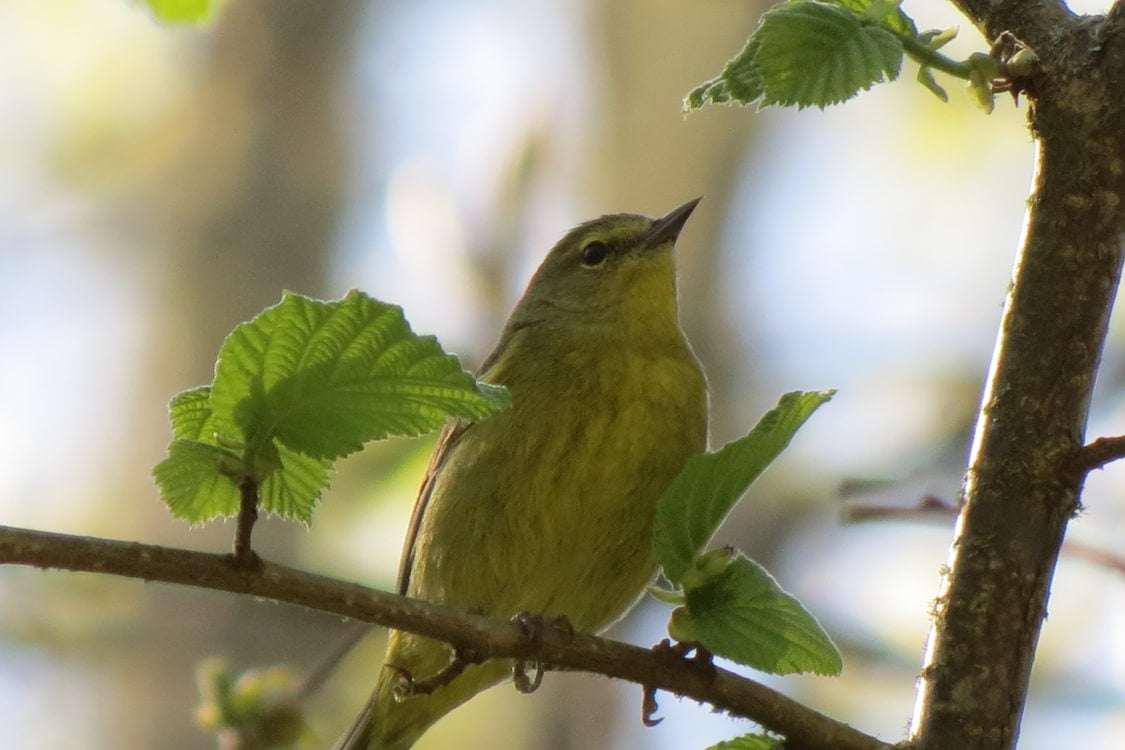 photo of orange-crowned warbler at Gabbert Butte