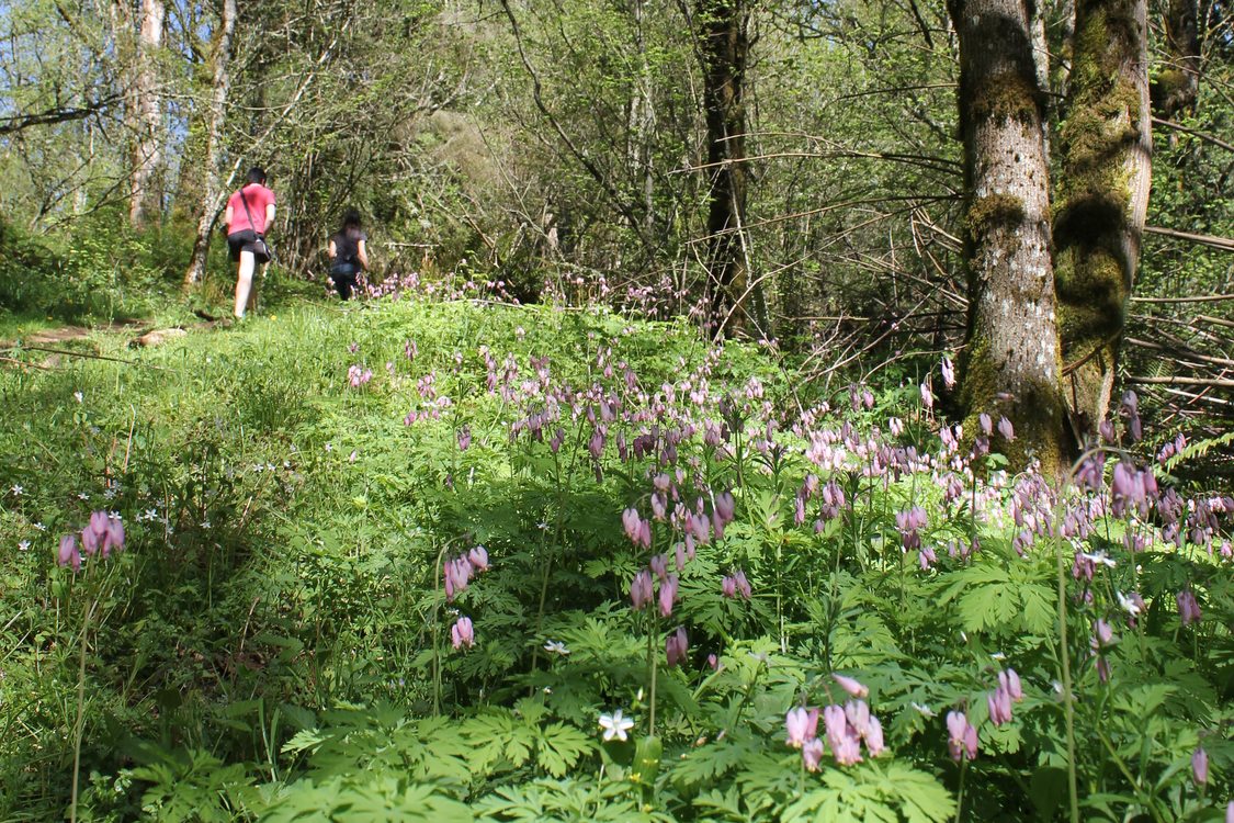 photo of Pacific bleeding hearts at Gabbert Butte