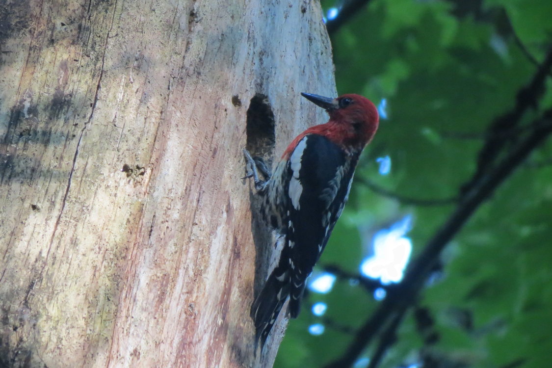 photo of red-breasted sapsucker at West Bliss Butte