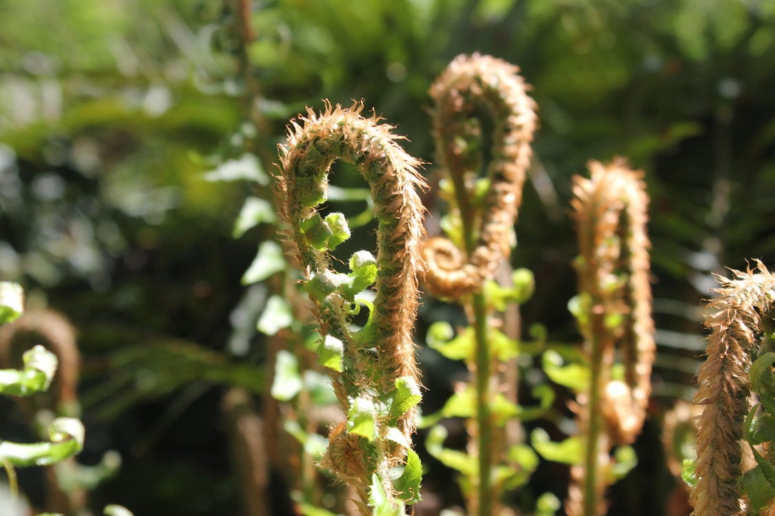 photo of sword fern at Gabbert Butte