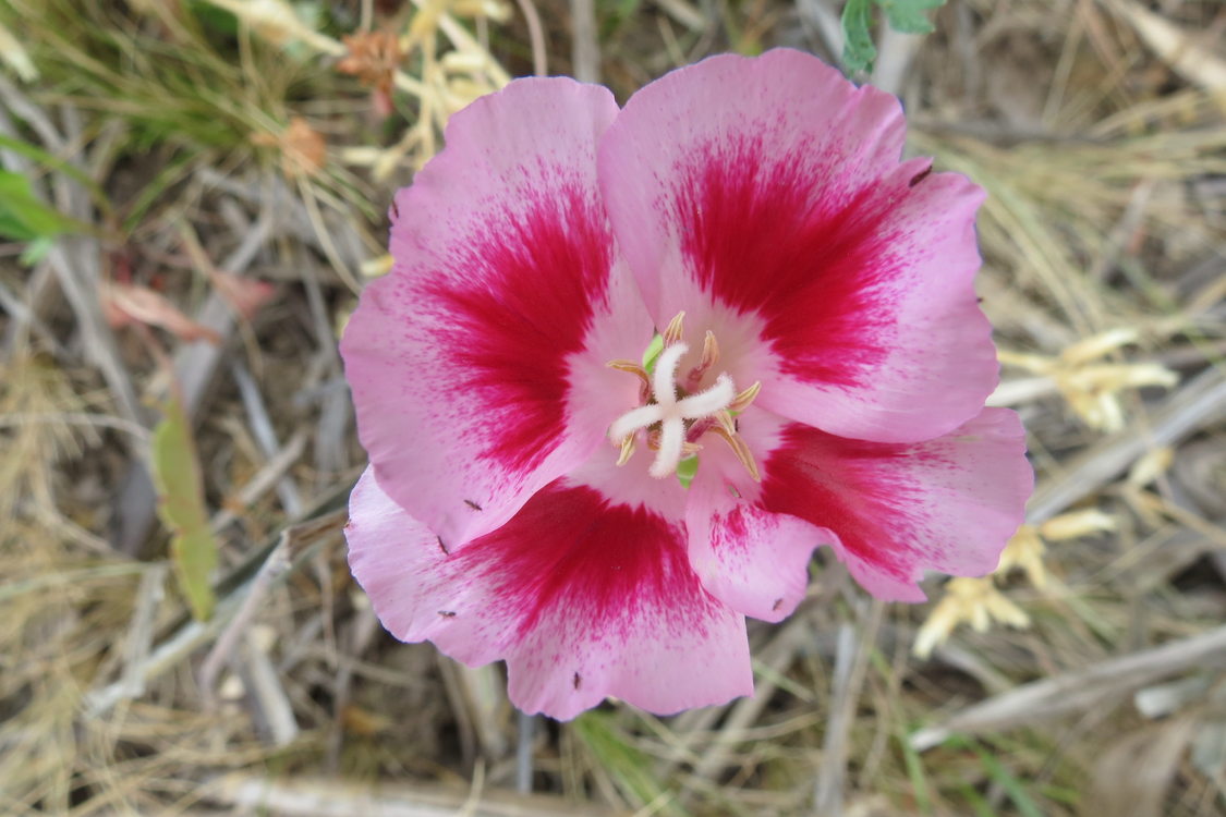 photo of clarkia at West Bliss Butte