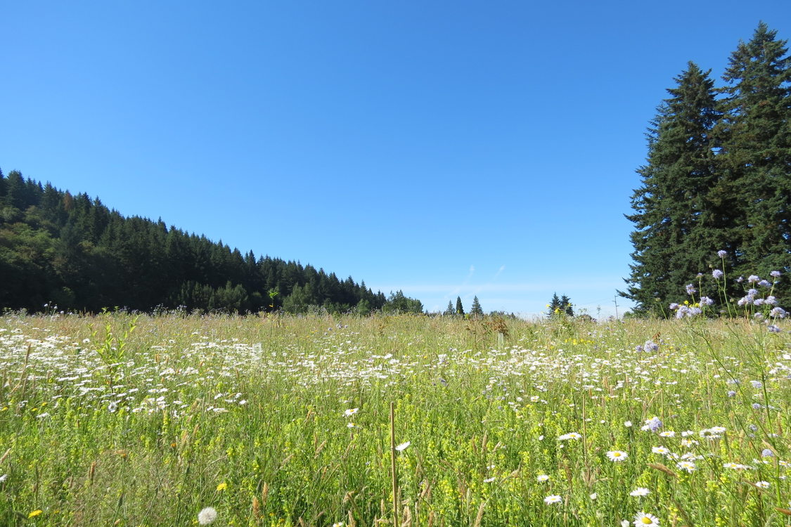 photo of West Bliss Butte