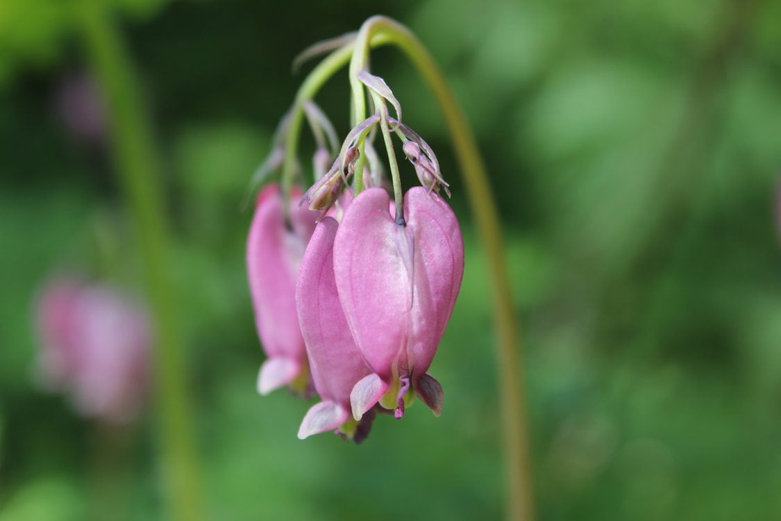 photo of Pacific bleeding heart at Gabbert Butte