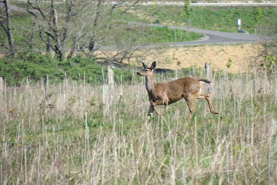 photo of black-tailed deer at West Bliss Butte