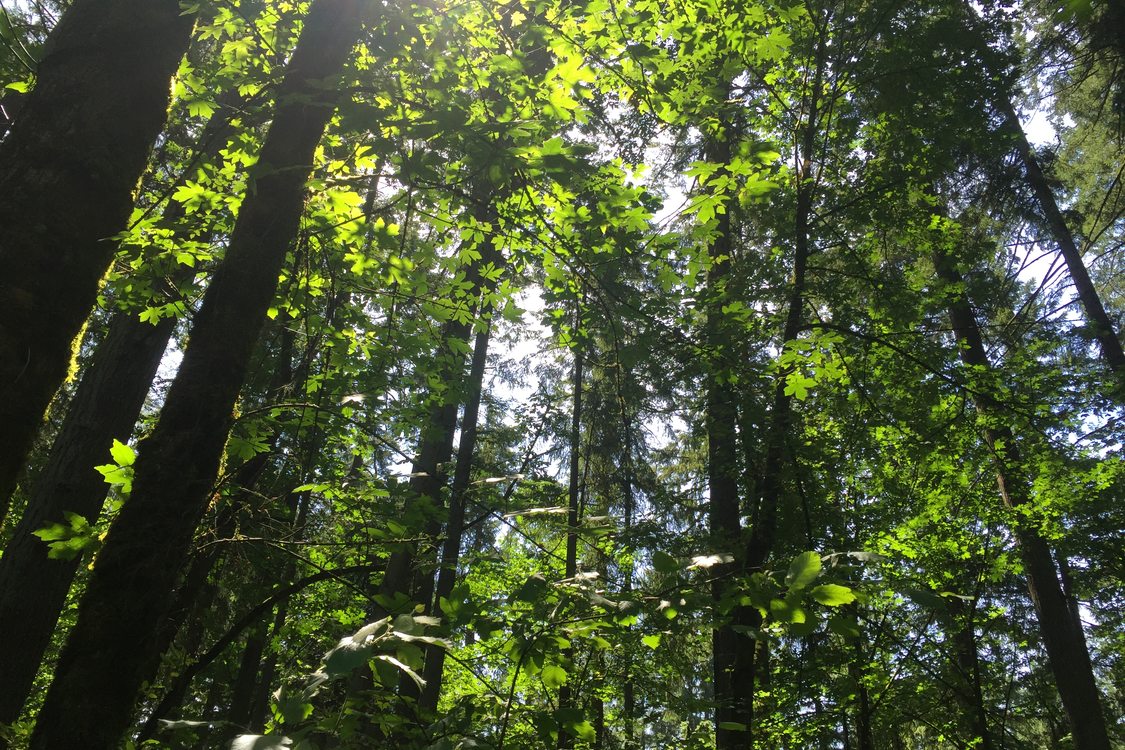 photo of fir and maple forest