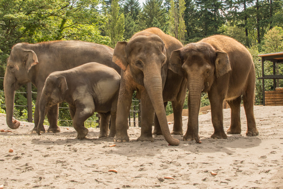 Asian elephants at the Oregon Zoo