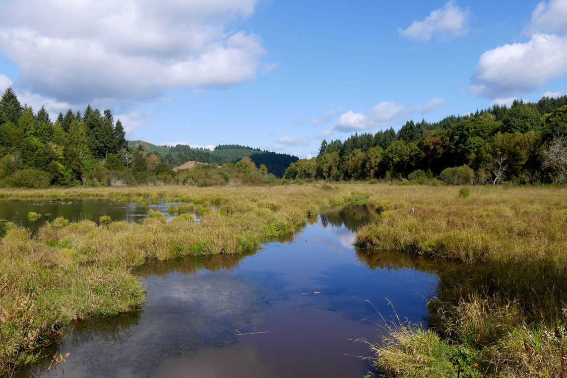 photo of the Killin Wetlands Natural Area