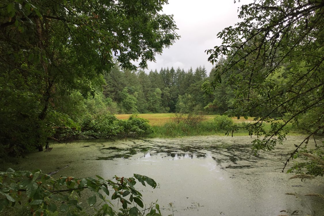 photo of kolk pond at new Tonquin acquisition