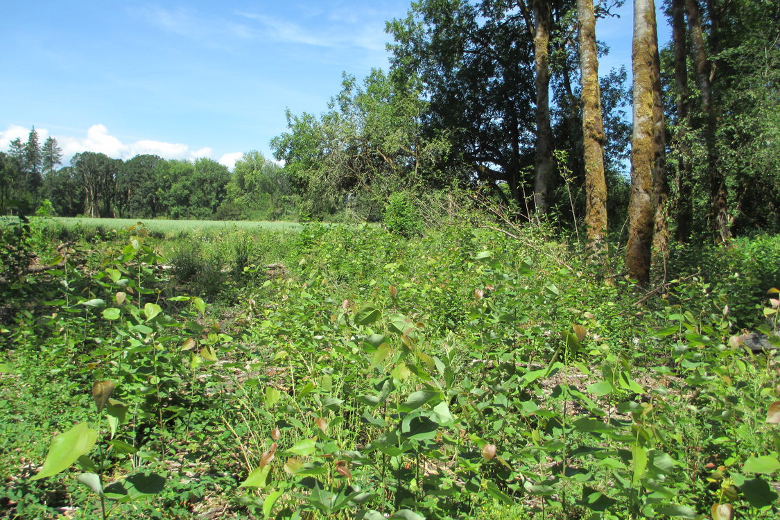 photo of aspen at Killin Wetlands