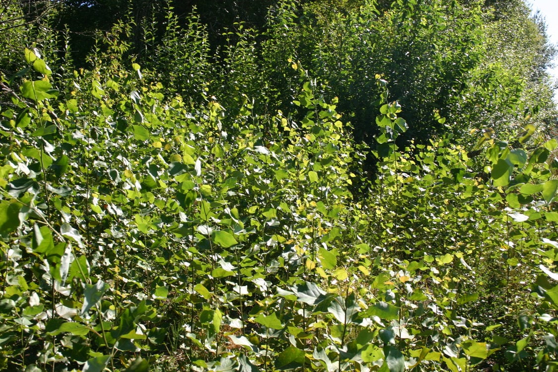 photo of aspen at Killin Wetlands Natural Area