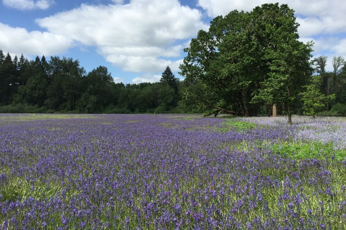 photo of camas at Quamash Prairie