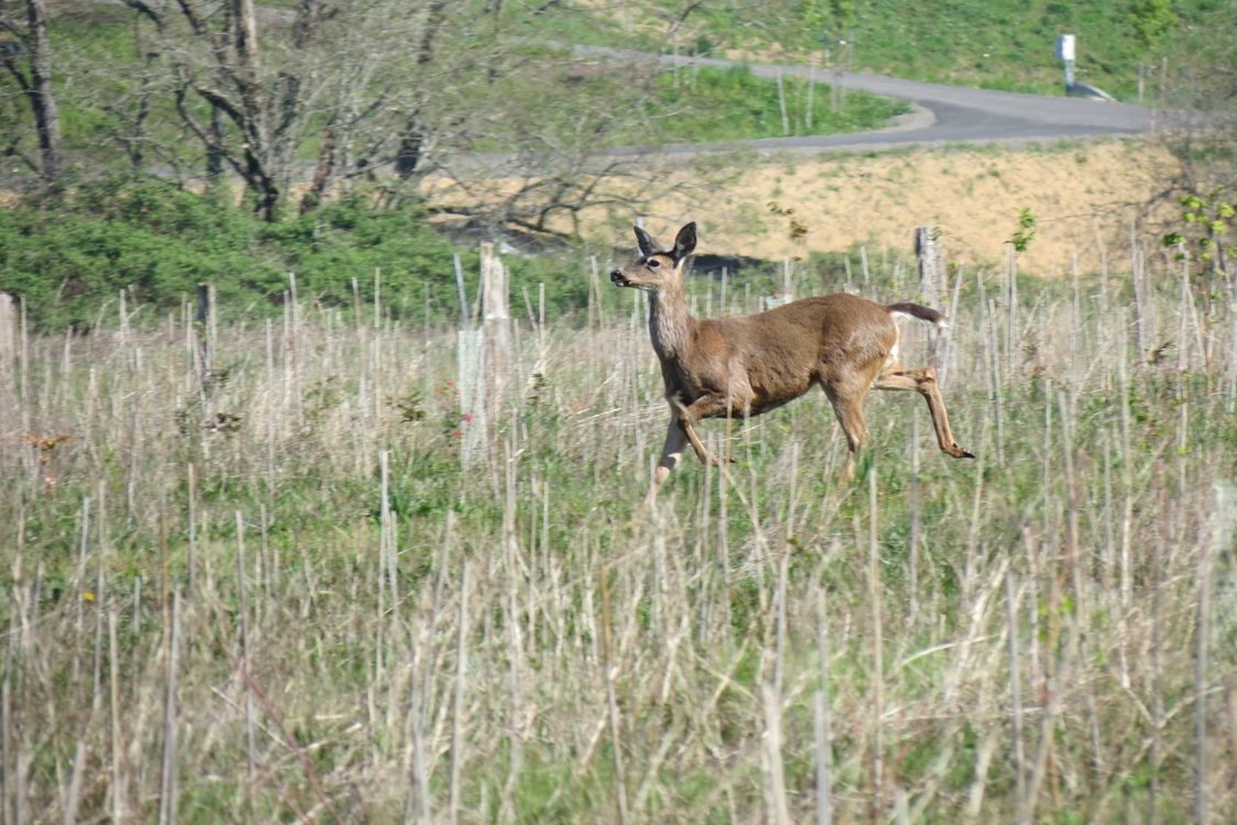 photo of black-tailed deer at West Bliss Butte
