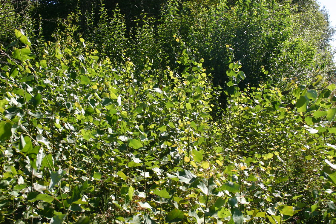 photos of aspen at Killin Wetlands