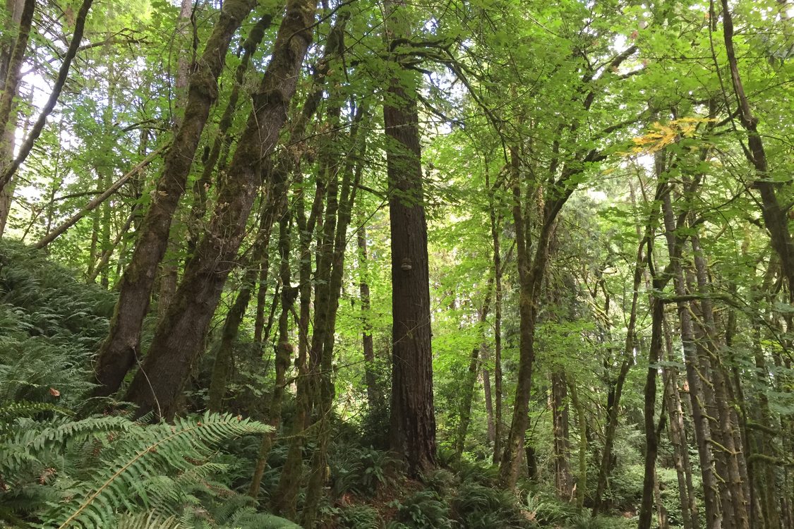 photo of Baker Creek Woods