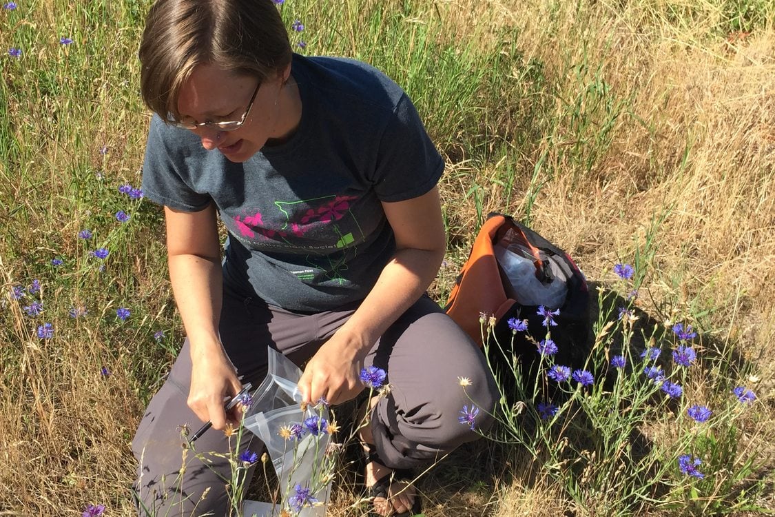 photo of seed collection