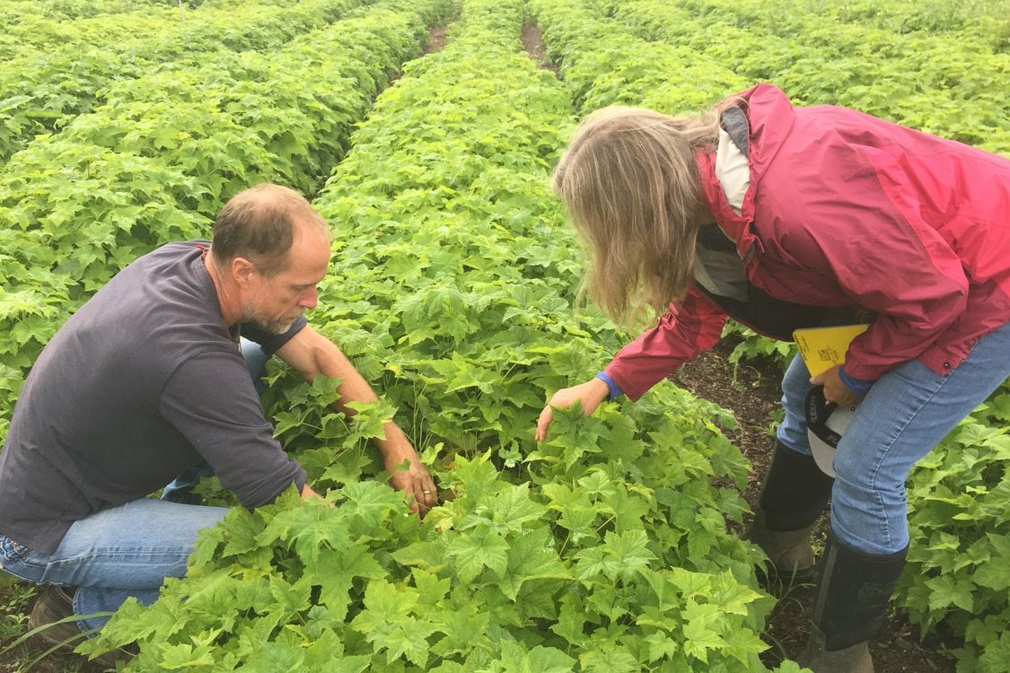 photo of thimbleberry crop