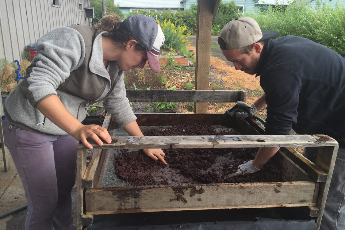 photo of serviceberry seeds being cleaned