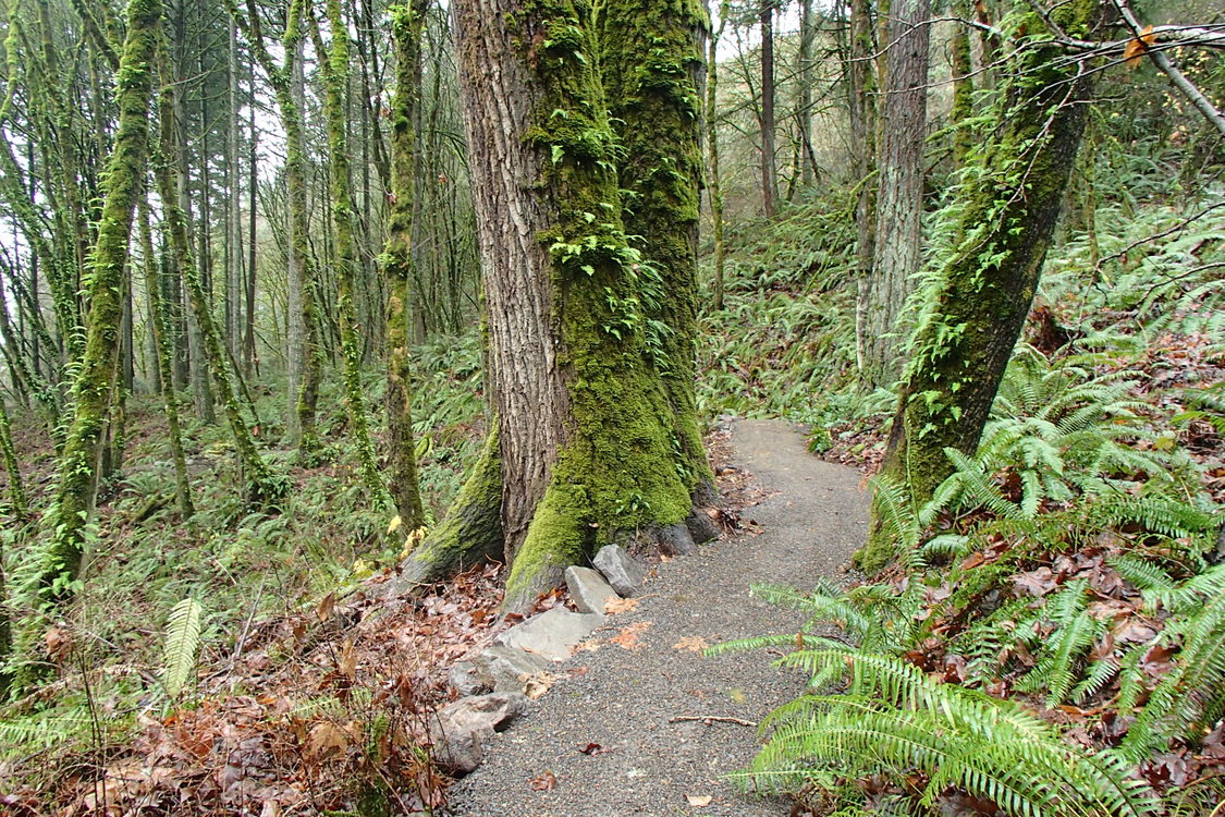 photo of new trails at Canemah Bluff Nature Park