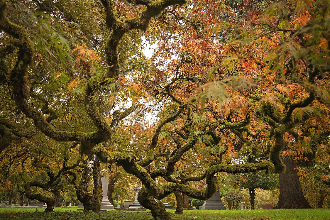 photo of autumn maples at River View Cemetery