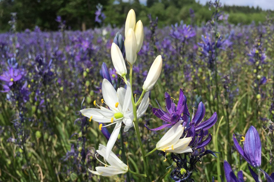 photo of field of camas