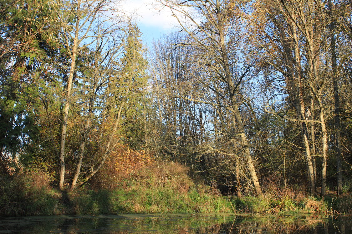 photo of Orenco Woods Nature Park