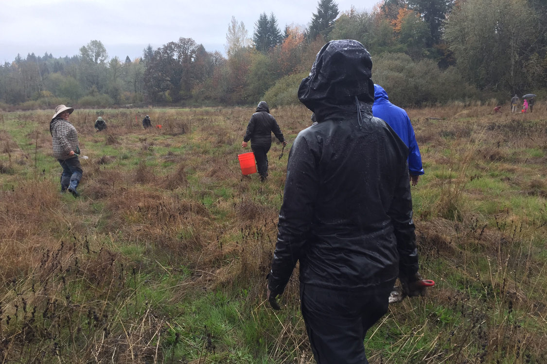 photo of camas harvest