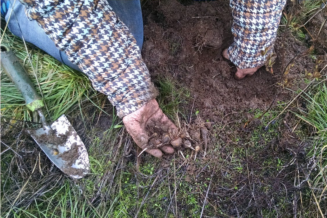 photo of camas harvest