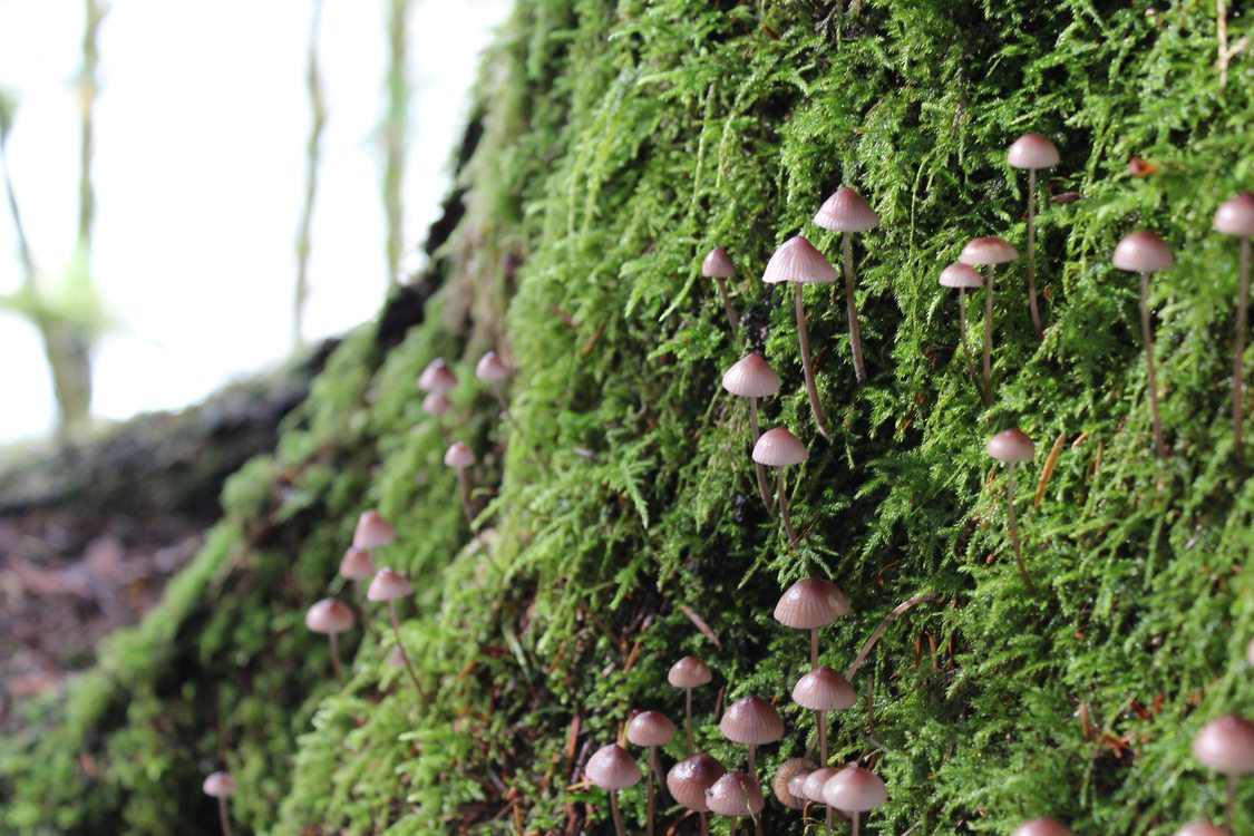 photo of mushrooms at Oxbow Regional Park