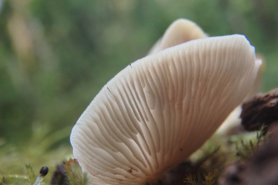 photo of mushroom at Tryon Creek State Natural Area