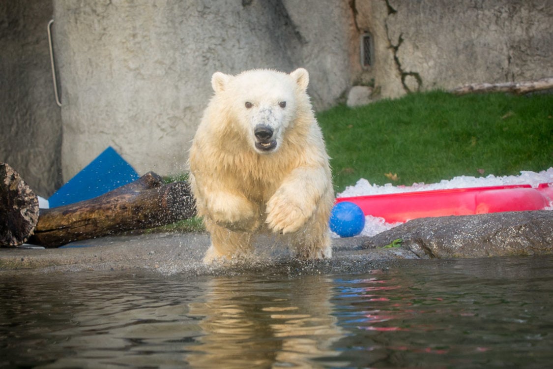 Nora the polar bear dives into her pool at the Oregon Zoo