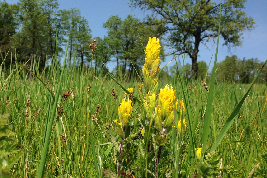 photo of golden paintbrush at Cooper Mountain Nature Park