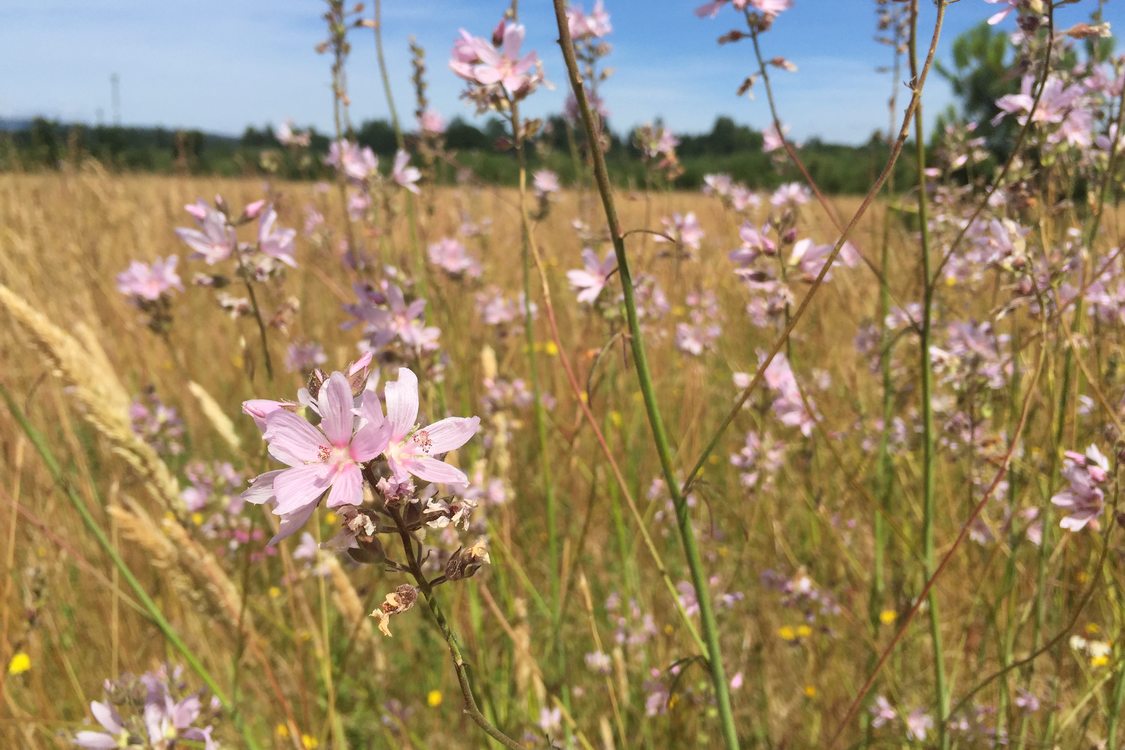 photo of meadow checkermallow at Graham Oaks