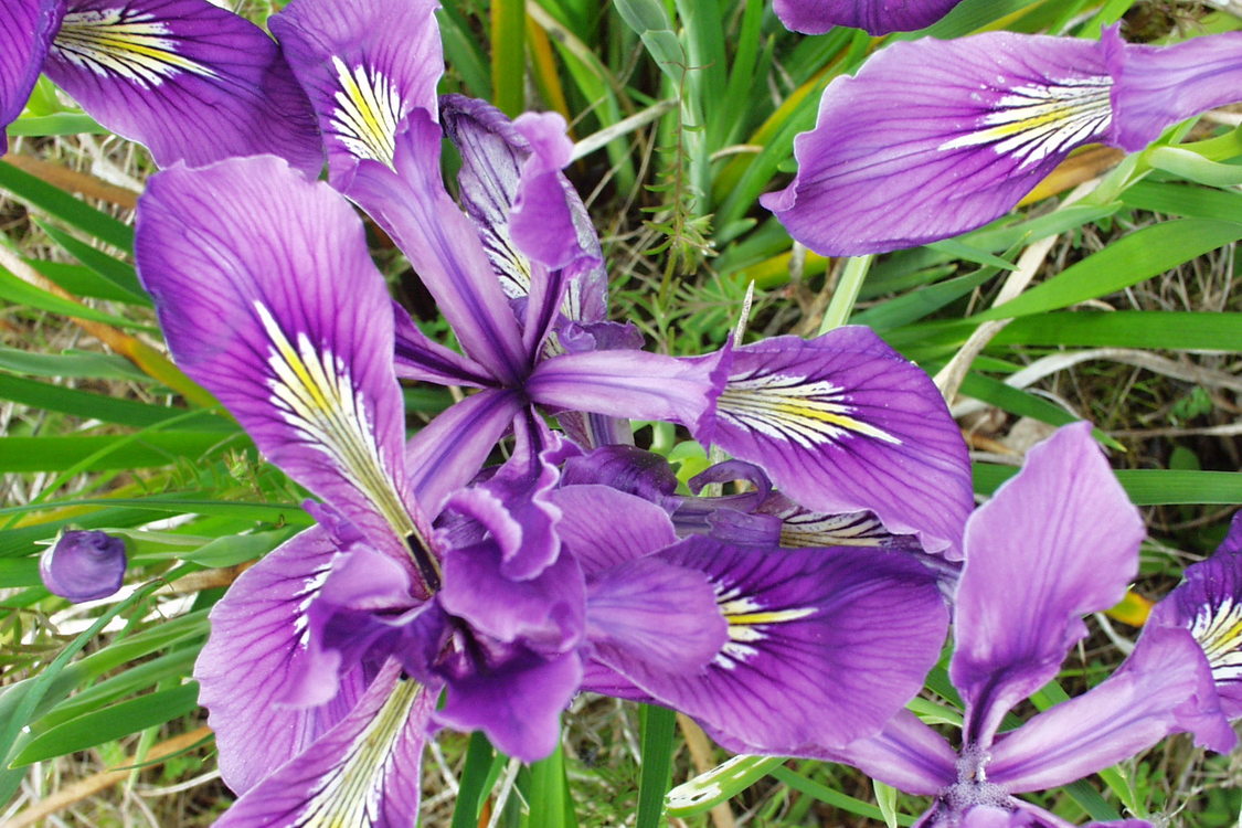 photo of Oregon iris