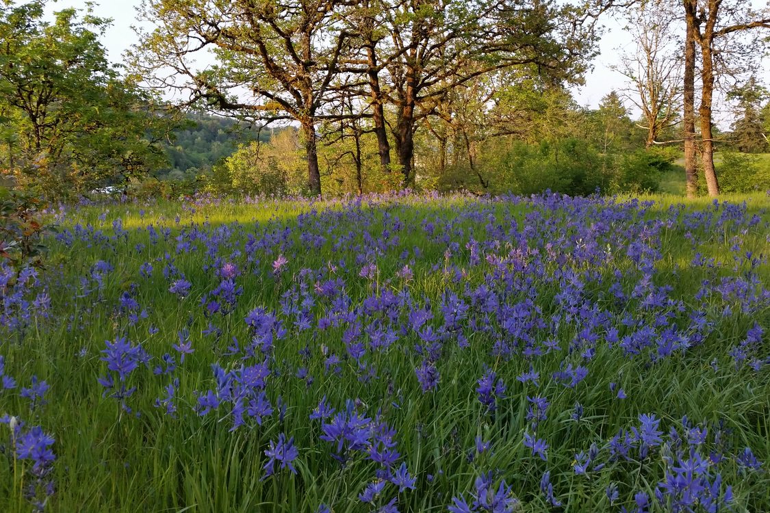 photo of camas at Canemah Bluff Natural Area