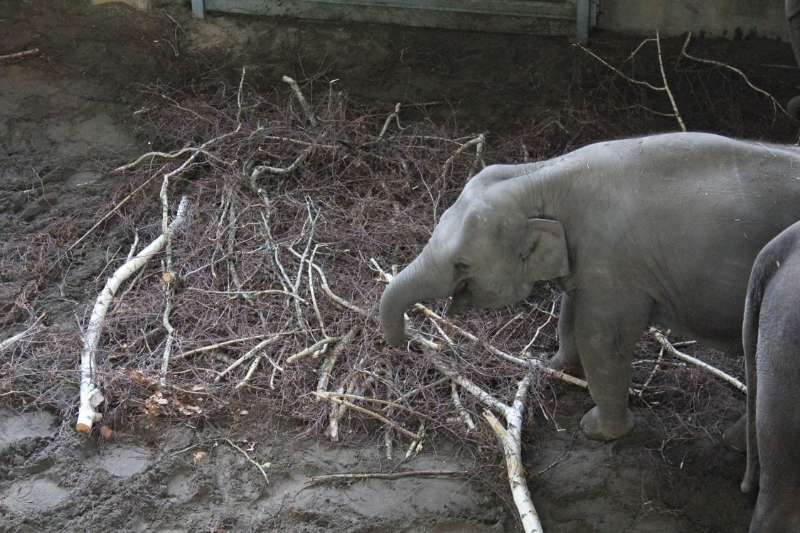 Picture of Oregon Zoo elephant consuming browse