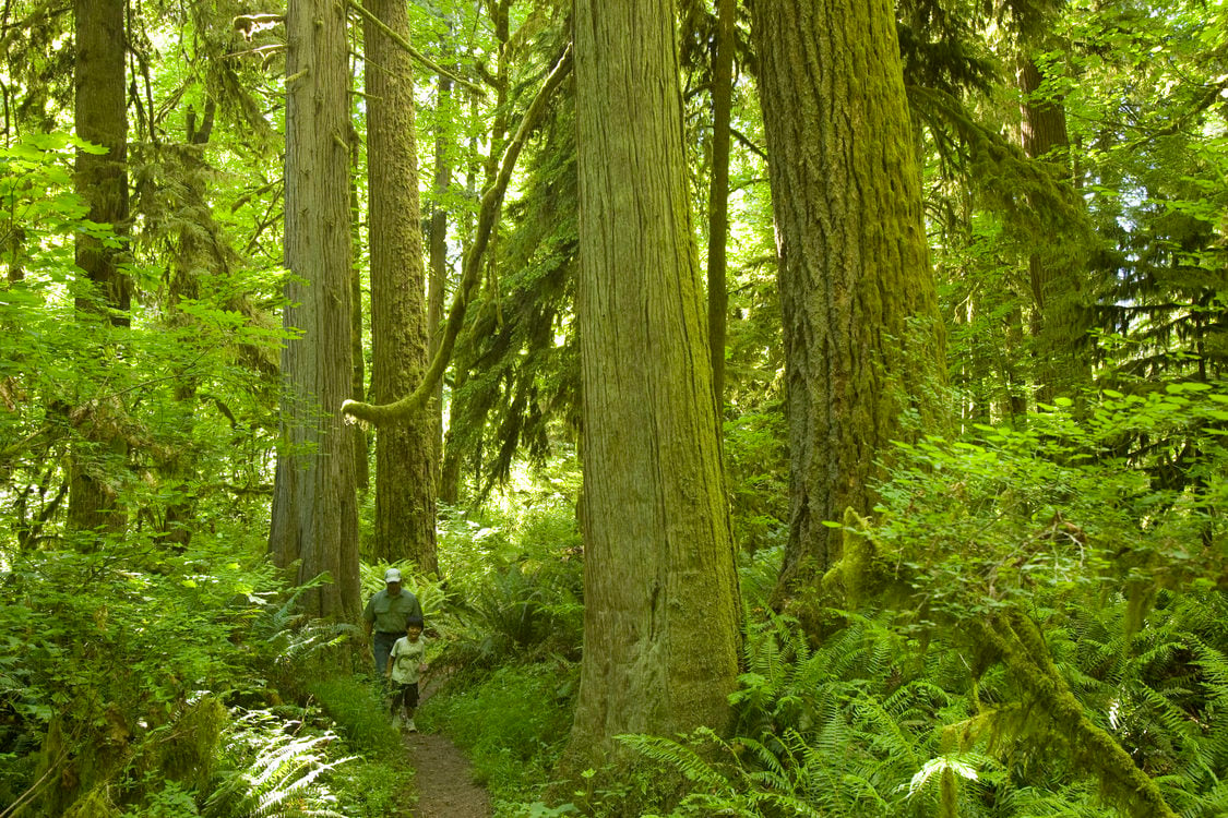 photo of Oxbow Regional Park ancient forest