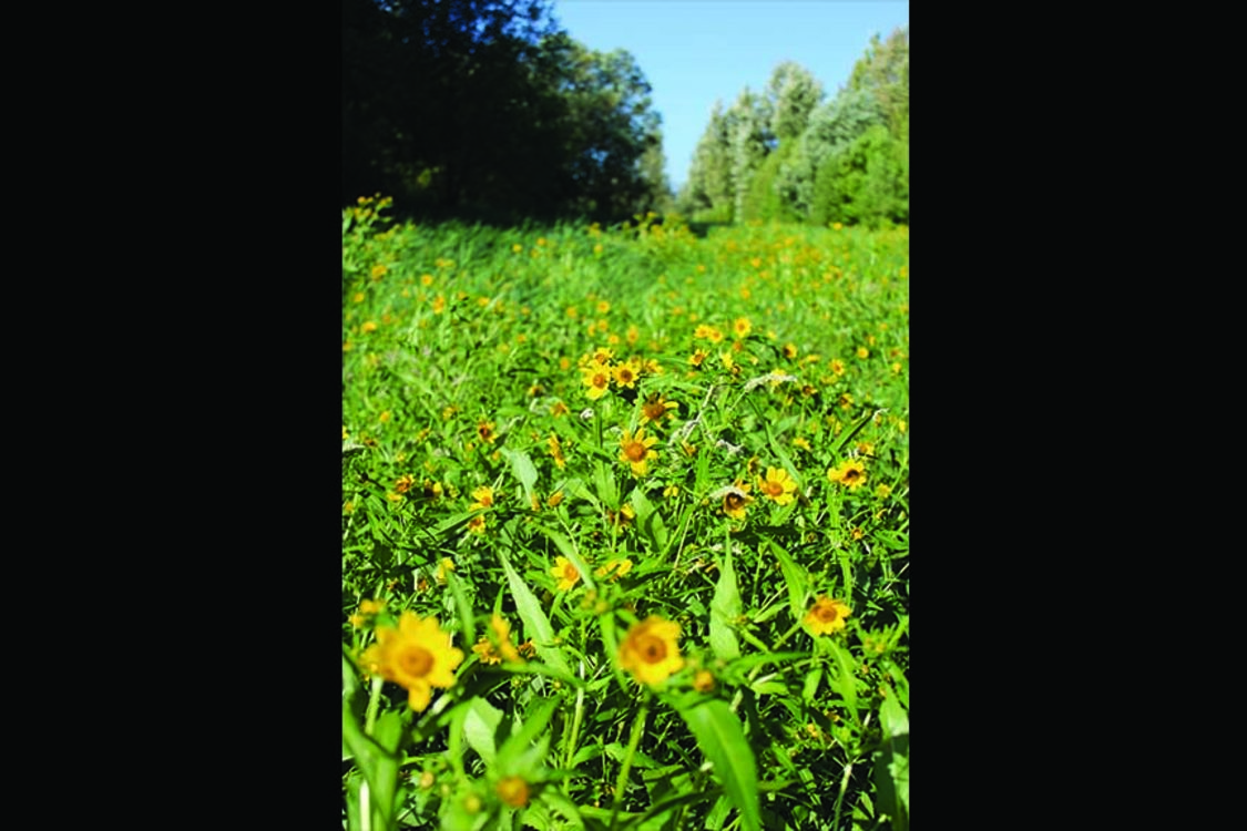 photo of beggar's tick at Smith and Bybee Wetlands Natural Area