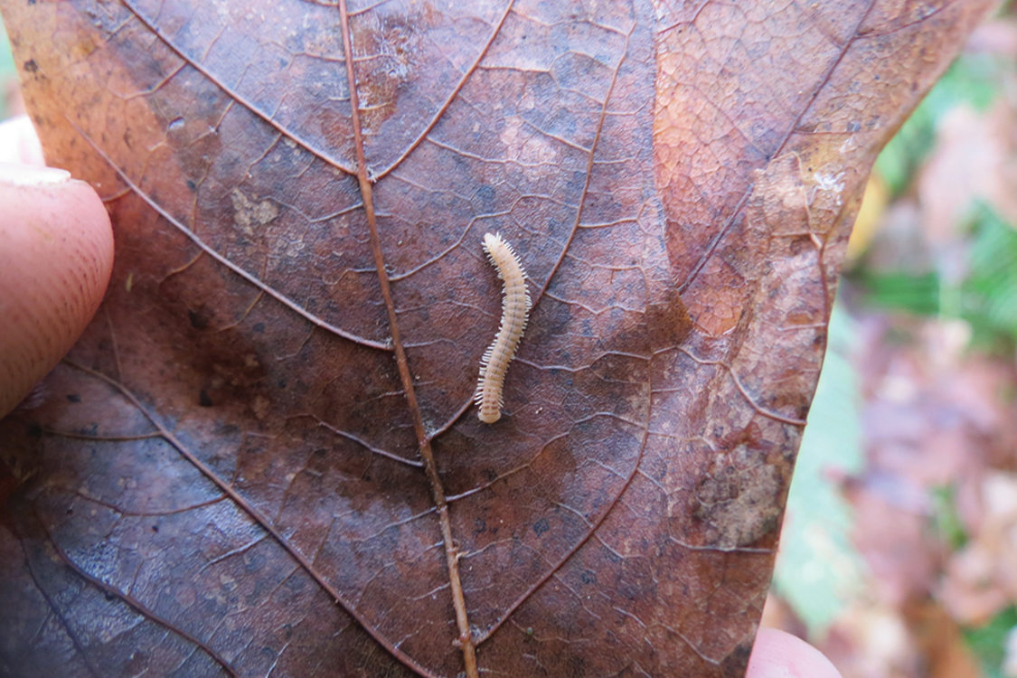 A yet-to-be-named millipede discovered on the East Buttes by high school student Phil Nosler.
