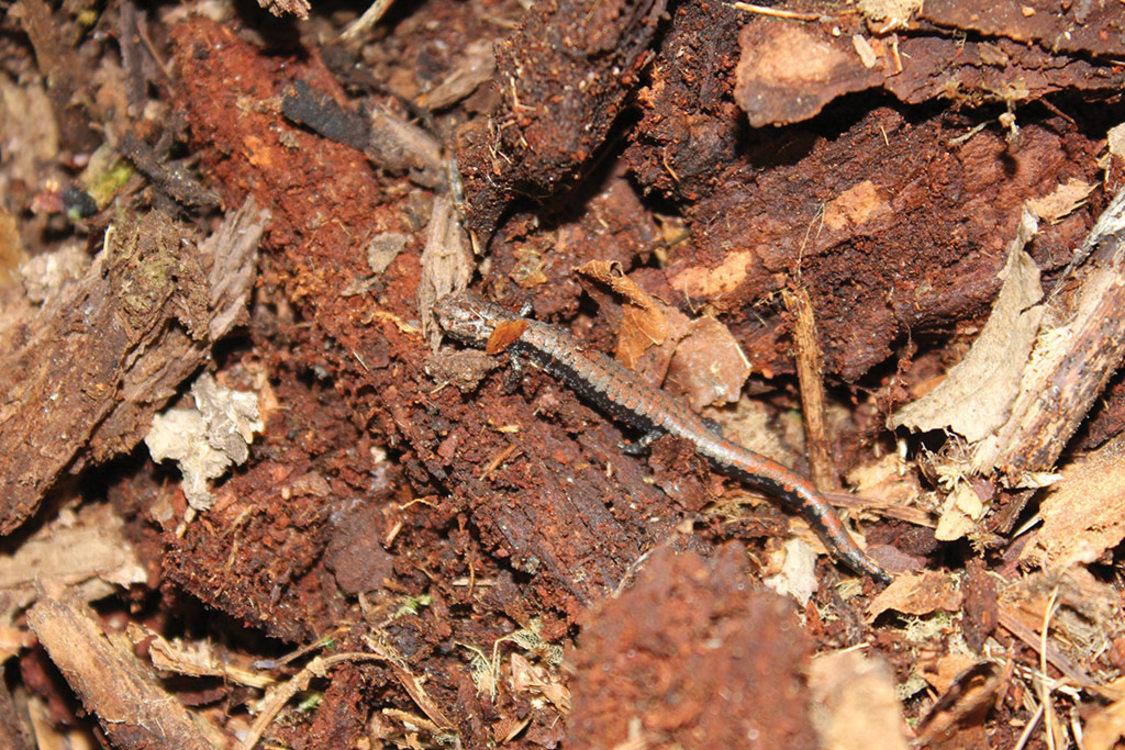 An Oregon slender salamander on Gabbert Butte in Gresham.