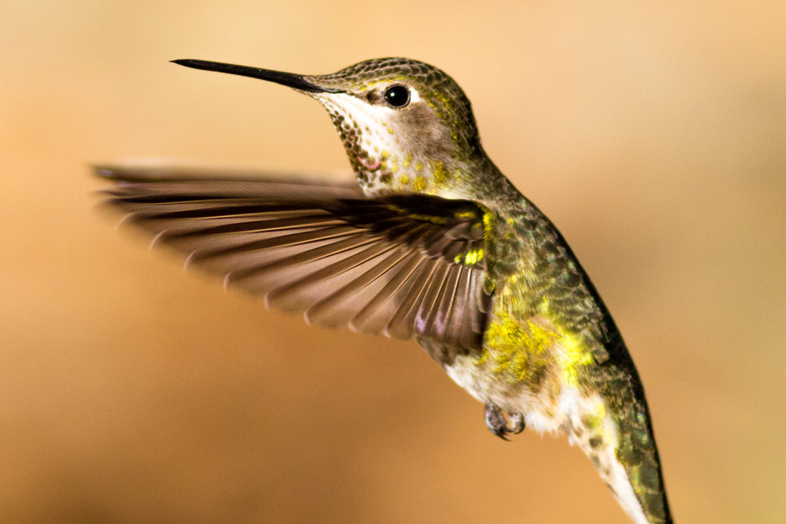 photo of Anna's hummingbird at Jackson Bottom Wetlands