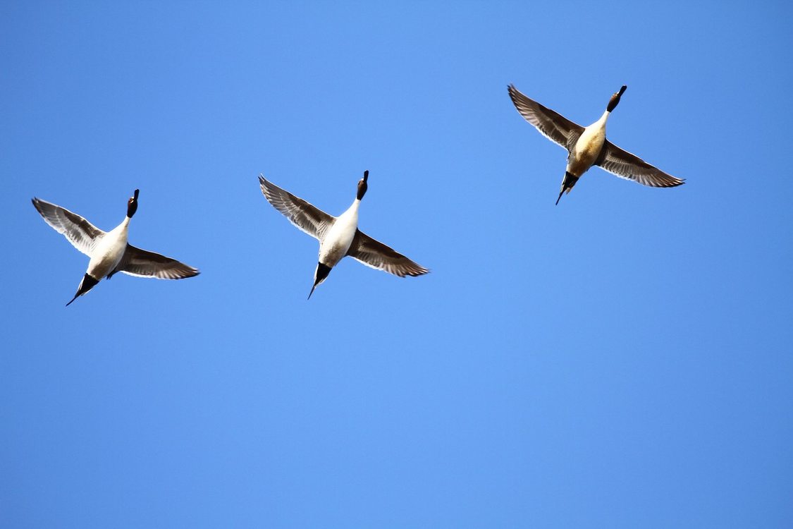 photo of pintail ducks at Jackson Bottom Wetlands