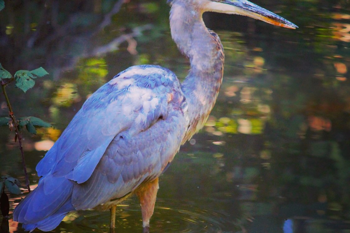 photo of blue heron on Fanno Creek Trail