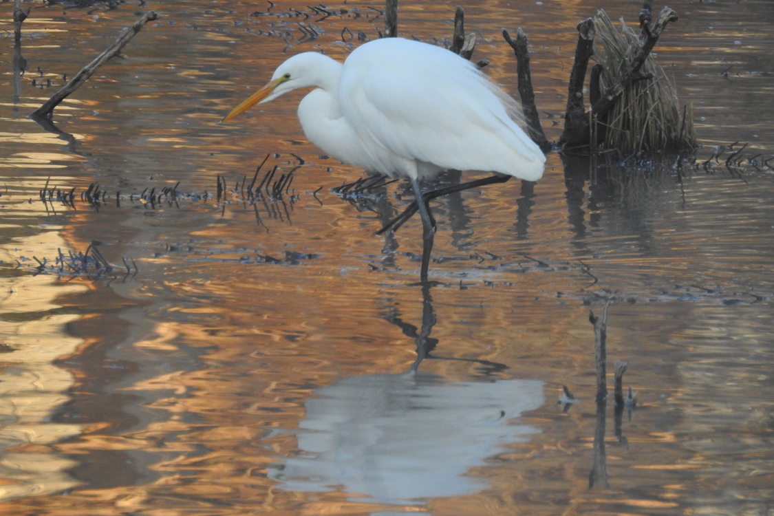 photo of snowy egret at Center Street Park