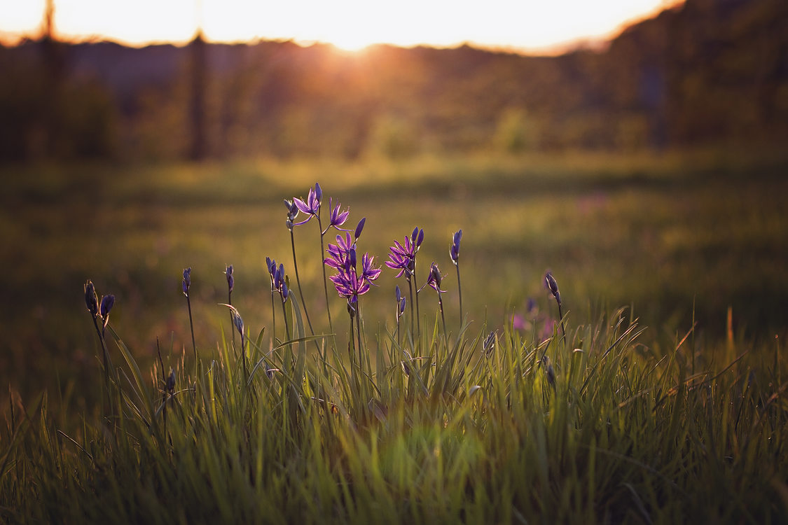 photo of camas at Canemah Bluff Nature Park by Sarah Bent